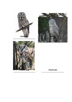 Konspekts 'Matemātikas stundas konspekts', 6.