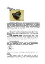 Paraugs 'Materiālu makro-mikro struktūras analīze, lūzumu pētīšana', 5.