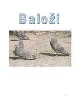 Referāts 'Baloži', 1.