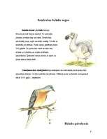 Referāts 'Baloži', 9.