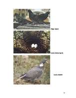 Referāts 'Baloži', 16.