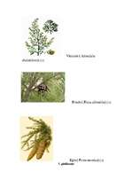 Referāts 'Miegs un diennakts ritmi', 39.