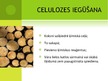 Prezentācija 'Celulozes un papīra ražošana', 3.