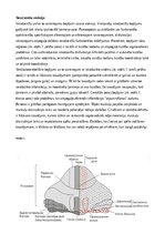 Referāts 'Smadzenīšu ataksija', 7.