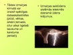 Prezentācija 'Ogļskābās gāzes ietekme uz vidi', 5.