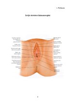 Referāts 'Sievietes dzimumorgānu anatomija un fizioloģija', 9.