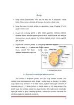 Referāts 'Alus raugs', 4.