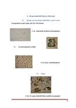 Referāts 'Alus raugs', 16.