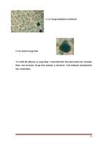 Referāts 'Alus raugs', 17.