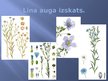 Prezentācija 'Lini', 4.