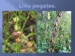 Prezentācija 'Lini', 8.