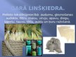 Prezentācija 'Lini', 11.