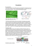 Referāts 'Fotosintēze', 4.
