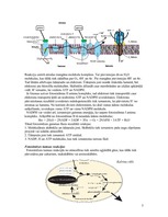 Referāts 'Fotosintēze', 5.