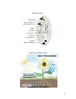 Referāts 'Fotosintēze', 8.