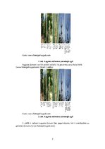 Konspekts 'Augusta dzinumi, to ietekme uz priežu un egļu augšanu un stumbra kvalitāti', 5.