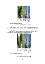Konspekts 'Augusta dzinumi, to ietekme uz priežu un egļu augšanu un stumbra kvalitāti', 6.