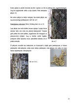 Referāts 'Gaisa piesārņojums', 20.