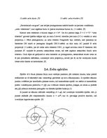 Referāts 'Zelta griezums dabā un Bauskas apkārtnes arhitektūrā', 13.