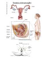 Referāts 'Sekss un seksa vēsture', 7.