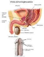 Referāts 'Sekss un seksa vēsture', 8.