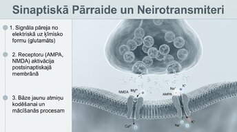 Prezentācija 'Neirobioloģija: miegs, atmiņa un sinaptiskā plasticitāte', 5.