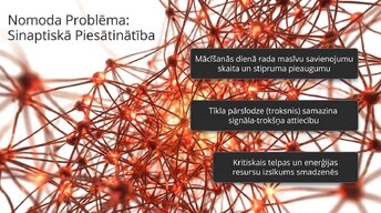 Prezentācija 'Neirobioloģija: miegs, atmiņa un sinaptiskā plasticitāte', 7.