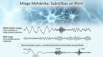 Prezentācija 'Neirobioloģija: miegs, atmiņa un sinaptiskā plasticitāte', 8.