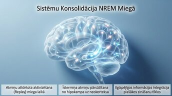 Prezentācija 'Neirobioloģija: miegs, atmiņa un sinaptiskā plasticitāte', 10.