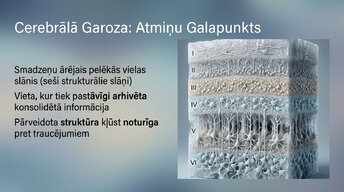 Prezentācija 'Neirobioloģija: miegs, atmiņa un sinaptiskā plasticitāte', 11.