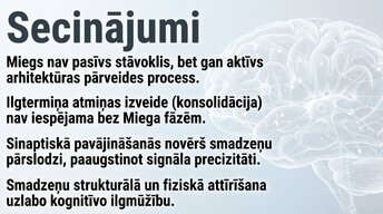 Prezentācija 'Neirobioloģija: miegs, atmiņa un sinaptiskā plasticitāte', 14.