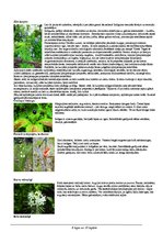 Paraugs 'Darba aizsardzības instrukcija darbam mērniecības objektā', 8.