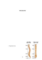 Referāts 'Korsete - palīglīdzeklis idioptiskās skoliozes ārstēšanai pusaudžu vecumā', 20.
