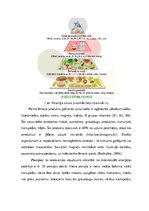 Referāts 'Sirds un asinsvadu veselība - vēlamais un esošais manā uzturā', 4.