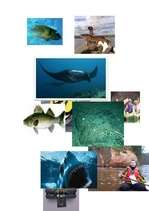 Referāts 'Izdzīvošana jūrā', 15.