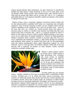 Konspekts 'Madeira', 2.