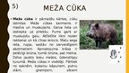 Prezentācija 'Meža ekosistēma', 9.