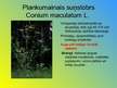 Prezentācija 'Augu dzimtu salīdzinājums', 19.