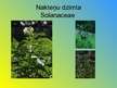 Prezentācija 'Augu dzimtu salīdzinājums', 29.