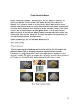 Referāts 'Armatūras korozijas dzelzsbetona konstrukcijās', 15.