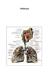Konspekts 'Elpošanas sistēma', 12.