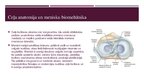 Prezentācija 'Priekšējo krustenisko saišu, menisku traumatisks bojājums ceļa locītavā', 3.
