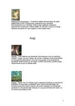 Referāts 'Austrālijas dzīvnieki, augi un Kakadu nacionālais parks', 5.