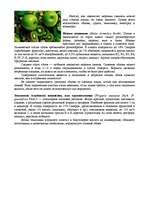 Referāts 'Питание морской свинки', 9.