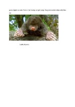 Referāts 'Eiropas kurmis', 4.