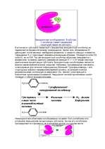 Konspekts 'Ферменты ', 6.