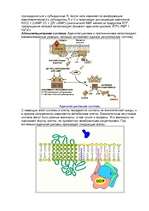 Konspekts 'Ферменты ', 9.