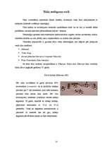 Referāts 'Datortīkli', 14.