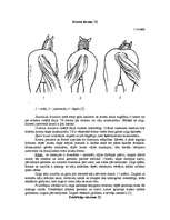 Referāts 'Selekcijas darbs zirgkopībā', 13.