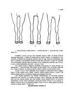 Referāts 'Selekcijas darbs zirgkopībā', 14.